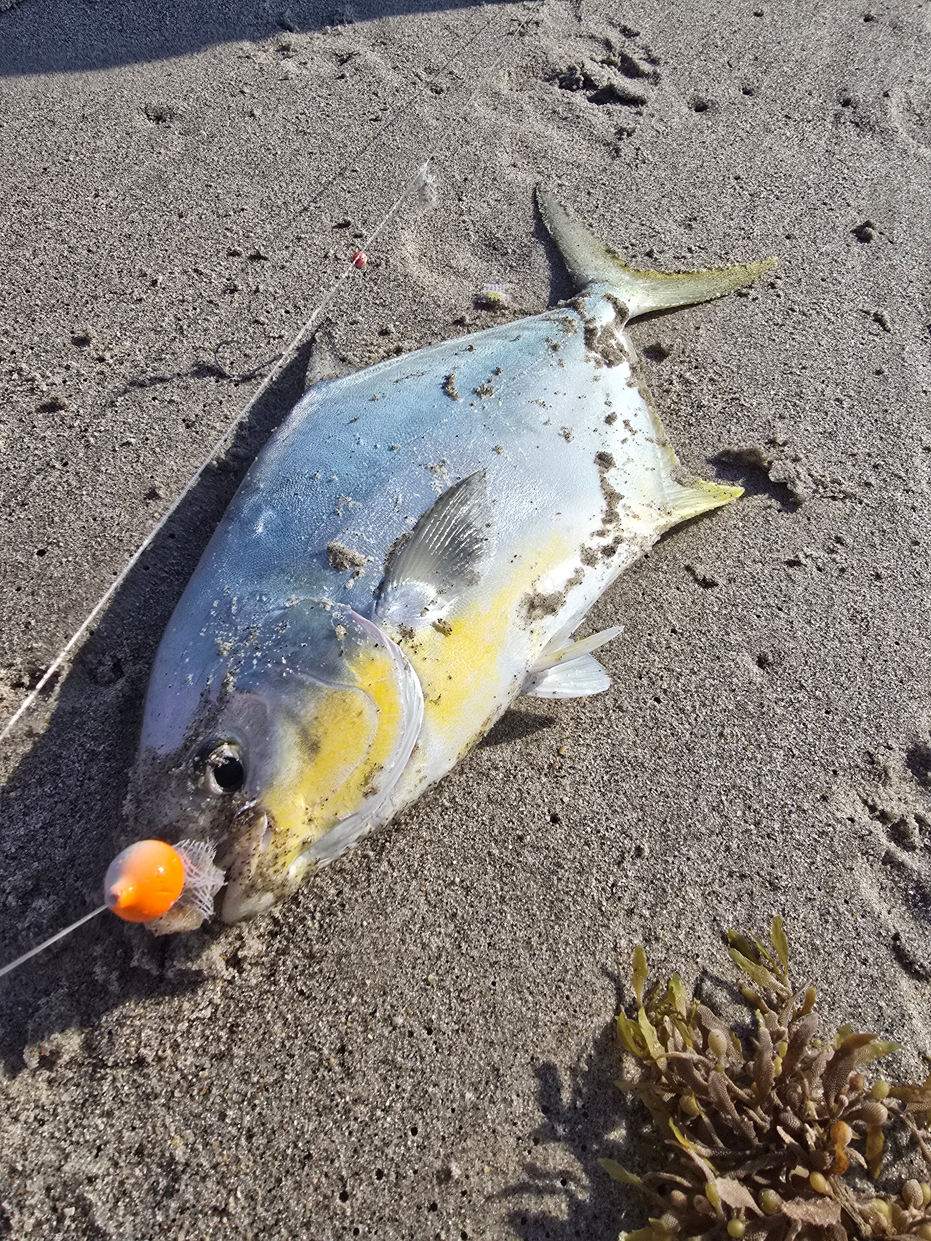 Fish Gum's 'Fleasicle' Color Match Pompano Rig